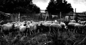 Raising sheep in Kissimmee
