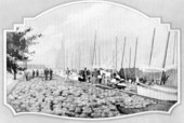 Sponge industry and boats