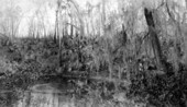 Green Springs