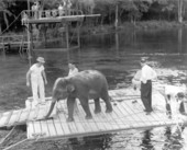 Elephant in Tarzan movie