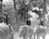 African American boy and chimpanzees riding elephants during filming of Tarzan movie.