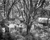 On the set during filming of Tarzan movie.