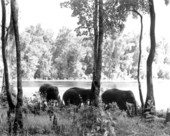 Elephants from Tarzan movie.