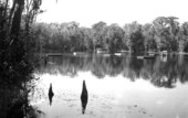 Glass bottom boat at Wakulla Springs