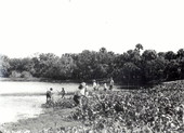 Seining for fish : Myakka City, Florida