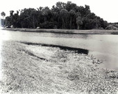 View of alligator : Myakka City, Florida