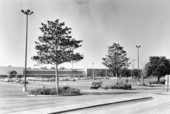 View of Northwood Mall trees : Tallahassee, Florida.