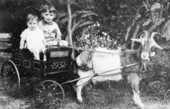 MacGowan brothers in a goat cart - Tallahassee, Florida.