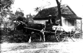 Man in ox drawn wagon