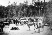 Taylor County rancher