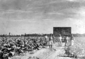 P.T. Puckett's tobacco and long cotton farm in Taylor County, Florida.