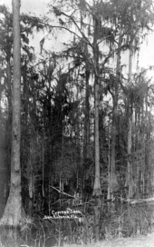 Cypress trees at Lake Jovita - San Antonio, Florida