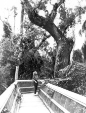 Giant mahogany tree in the Everglades.