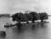 Four giant banyan trees.
