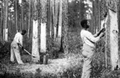 Workers dipping gum and stripping bark on a turpentine farm