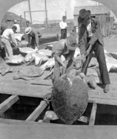 Loading green turtles for shipping