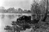 View of cows in the river - Crows Bluff, Florida