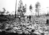 Land being cleared in North Farm - Okaloosa County, Florida