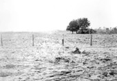 Cleared and planted land on South Farm - Okaloosa County, Florida