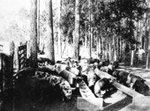 Grade hogs ready to market from South Farm - Okaloosa County, Florida