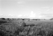 Overlooking field of sawgrass - Everglades National Park, Florida