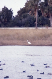 Egret at the edge of a duck filled pond - Saint Marks, Florida