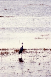 Great blue heron at the refuge - Saint Marks, Florida