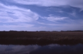 Salt marshes of Suwannee - Dixie County, Florida
