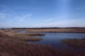 Salt marsh at Adams Beach - Taylor County, Florida
