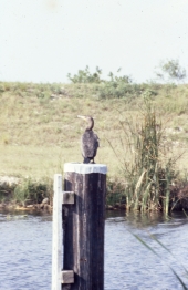 Anhinga bird - Tamiami Trail, Florida