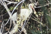 White ibis in Shark Valley at the park - Everglades National Park, Florida