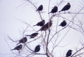 Blackbirds in a tree at the Saint Marks National Wildlife Refuge