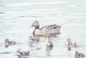 Mallard hen and ducklings at Lake Ella - Tallahassee, Florida