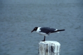 Laughing gull at the park - Everglades National Park, Florida