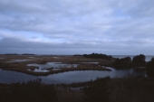 Salt marsh - Saint Marks, Florida