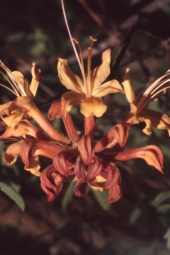 Wild azalea (Rhododendron Canescens) - Fort Gadsden, Florida