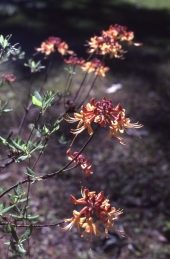 Wild azalea (Rhododendron Canescens) - Fort Gadsden, Florida