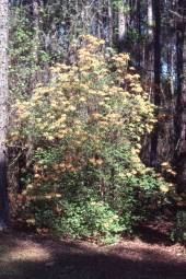 Wild azalea (Rhododendron Canescens) - Fort Gadsden, Florida