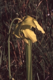 Flower pitcher plant - Liberty County, Florida