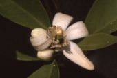 Orange blossom - Marion County, Florida