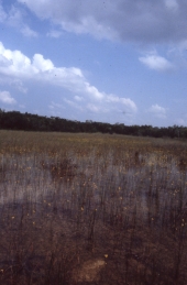 Wet prairie land at Shark Valley - Everglades National Park, Florida