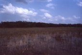 Wet prairie land at Shark Valley - Everglades National Park, Florida