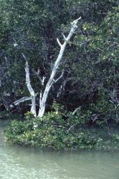 Mangrove plants - Everglades National Park, Florida