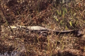 Alligator in Shark Valley - Everglades National Park, Florida