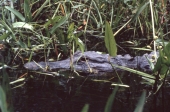 Alligator amidst the pickerelweed at Shark Valley - Everglades National Park, Florida