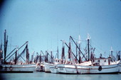 Fleet of shrimp boats docked in Key West - Key West, Florida.