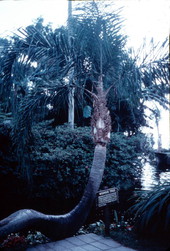 The Wishing Tree at Cypress Gardens - Winter Haven, Florida