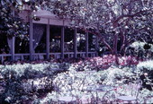 Gardens behind Patricia Murphy's Candlelight Restaurant - Fort Lauderdale, Florida.