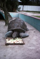 Tortoise eats its meal at the Gatorland Zoo - Orlando.