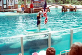 Killer whale moves a boat with the American flag across the water - Orlando, Florida .